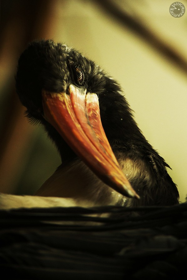 Crowned hornbill (Tockus alboterminatus) 
